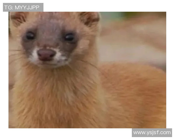 布莱克尼的神秘传说与历史遗迹探秘之旅